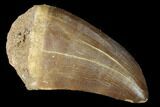 Large, Mosasaur (Prognathodon) Tooth #163694-1